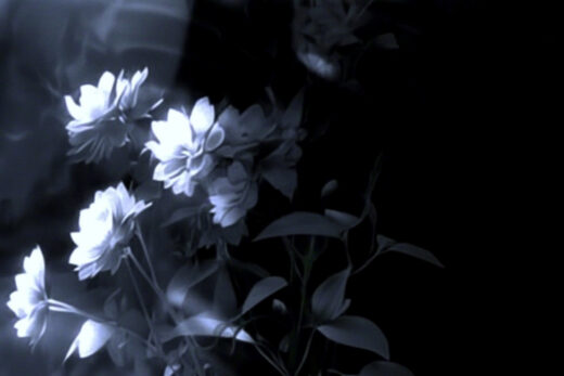 sref 52 | flowers