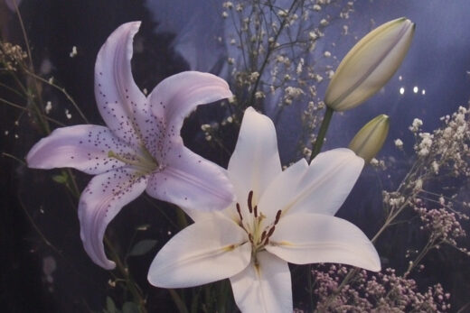 sref 561 | flowers