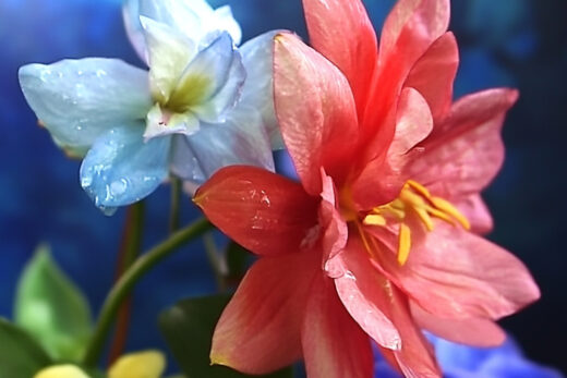 sref 627 | flowers
