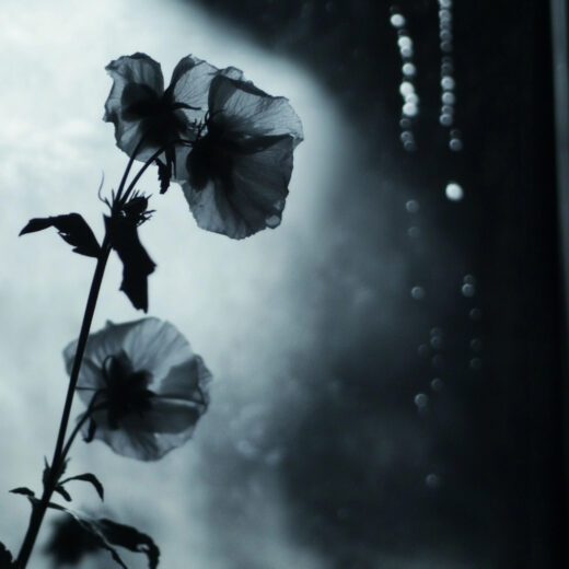 sref 649 | flowers