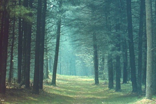 sref 19 | nature