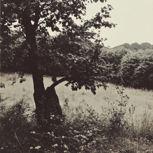 sref 442 | nature