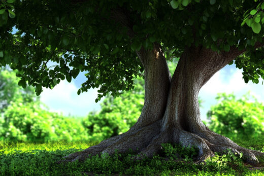 sref 532 | nature