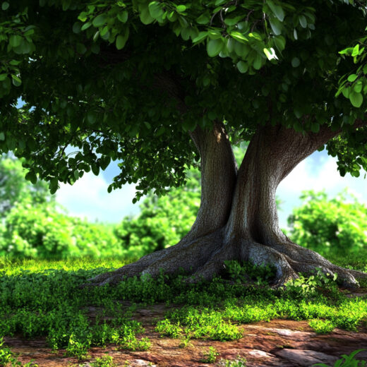 sref 532 | nature