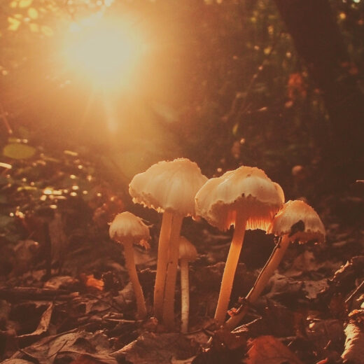 sref 628 | nature
