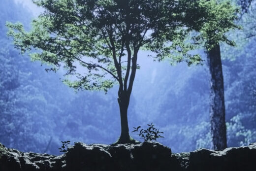 sref 812 | nature